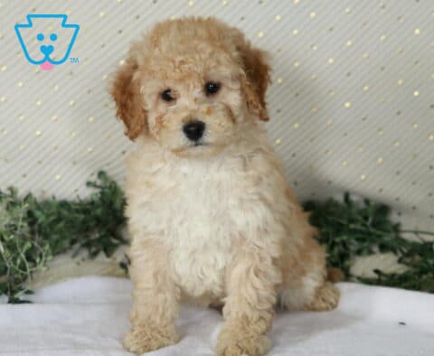 Nelson Mini Poodle2