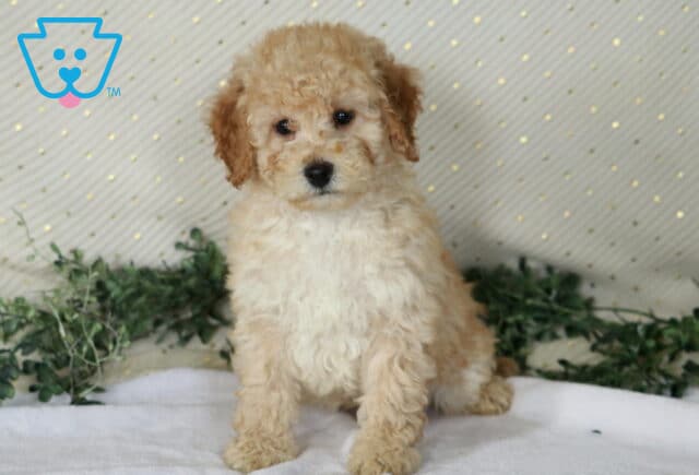 Nelson Mini Poodle2 image