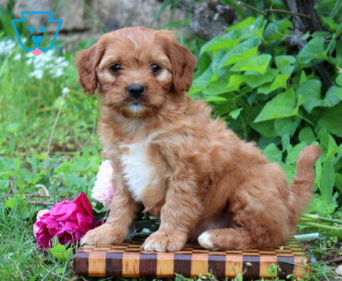 Nick Cavapoo