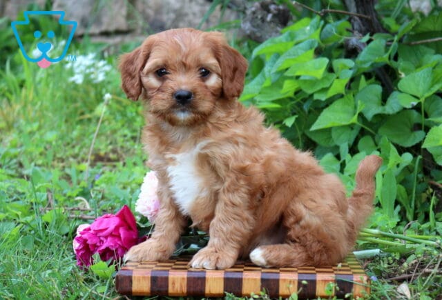 Nick Cavapoo image