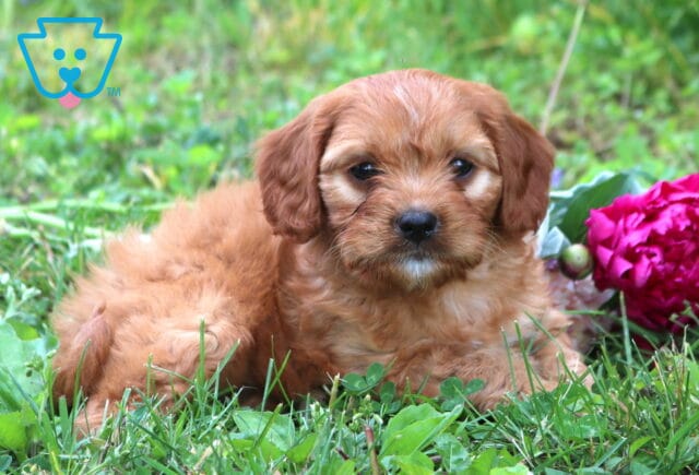 Nick Cavapoo2 image