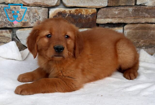 Golden Retriever puppy stretched out on a white blanket, displaying a deep golden-red coat, fluffy build, and bright, alert eyes, with a rustic stone wall backdrop that highlights this adorable young companion. image