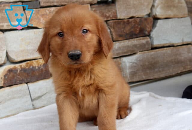 Golden Retriever puppy sitting on a white blanket with a rich golden coat, soulful dark eyes, and a fluffy chest, posed in front of a rustic stone wall for a warm and charming portrait. image