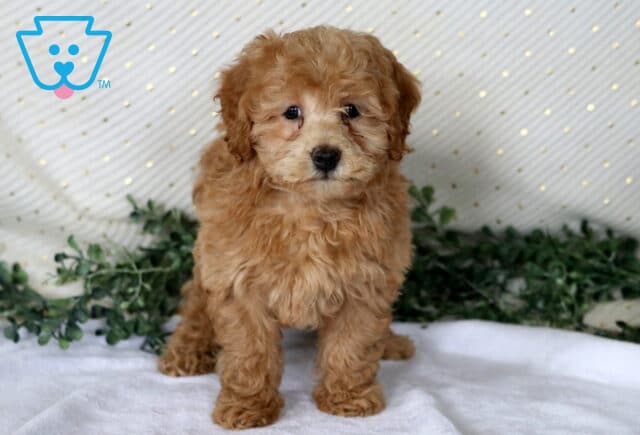 Nina Mini Poodle image