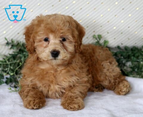 Nina Mini Poodle2
