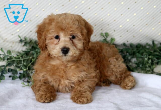 Nina Mini Poodle2 image
