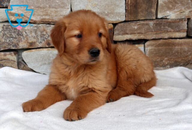 Nori Golden image