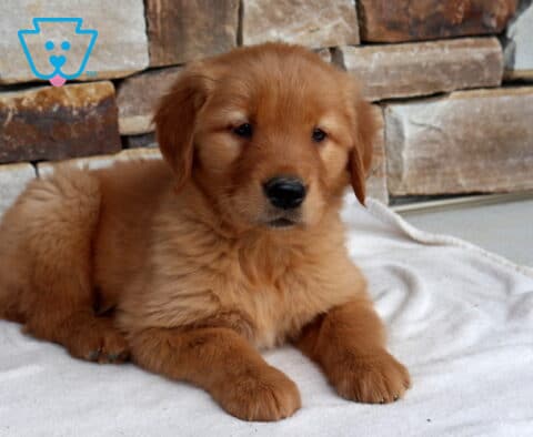Nori Golden2