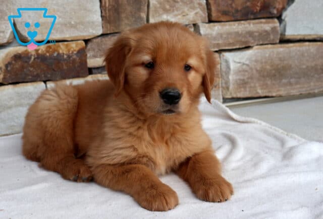 Nori Golden2 image