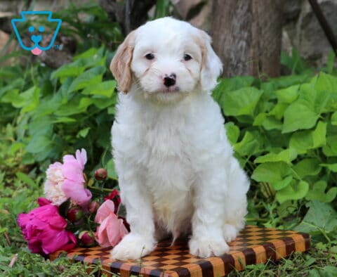 Norris Cavapoo