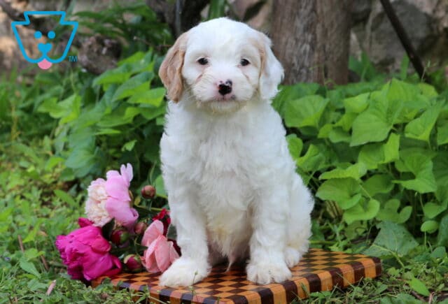 Norris Cavapoo image