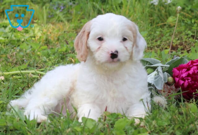 Norris Cavapoo2 image