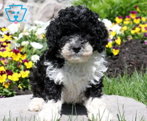 Oreo Mini Poodle