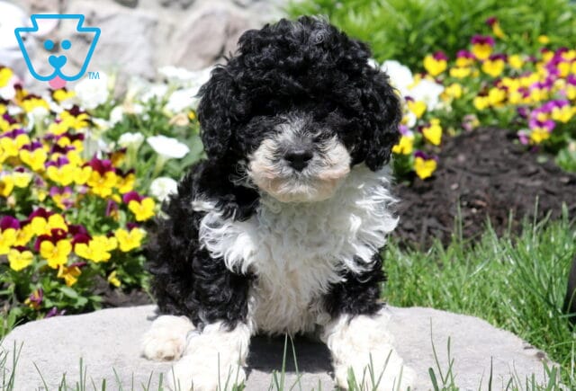 Oreo Mini Poodle image