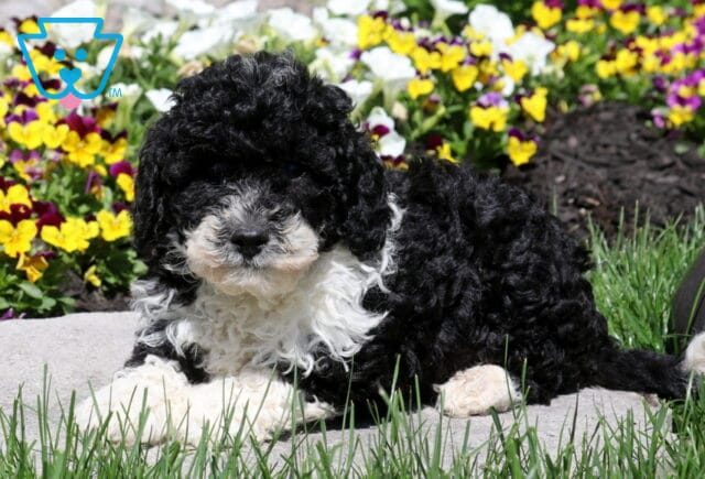 Oreo Mini Poodle2 image