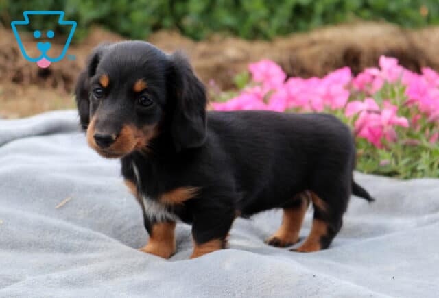 Black and tan Mini Dachshund puppy standing on a soft gray blanket with bright pink flowers in the background, showcasing a shiny coat, floppy ears, and an alert, curious expression. image