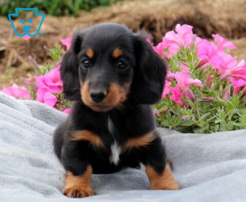Black and tan Mini Dachshund puppy with a small white chest patch sitting on a gray blanket, framed by vibrant pink flowers, showing bright eyes and a sweet, attentive expression.