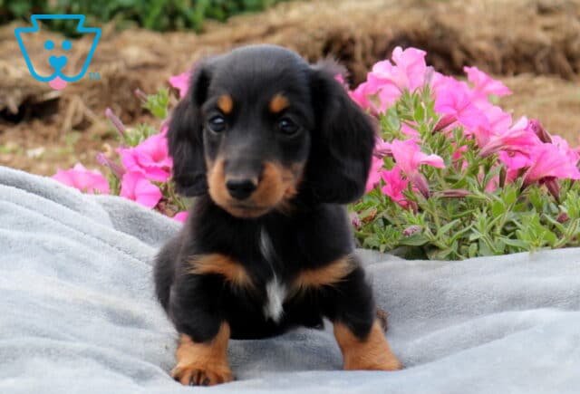Black and tan Mini Dachshund puppy with a small white chest patch sitting on a gray blanket, framed by vibrant pink flowers, showing bright eyes and a sweet, attentive expression. image