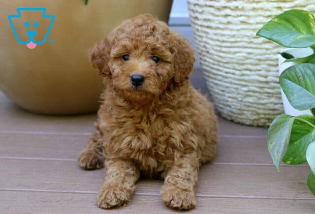 Pansy Mini Goldendoodle image