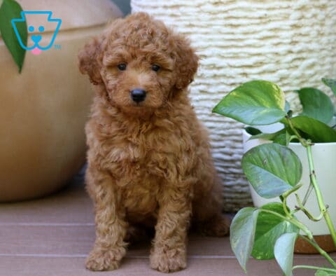 Pansy Mini Goldendoodle2