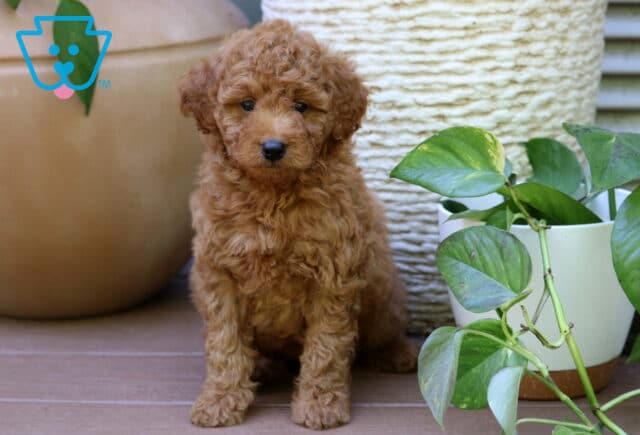 Pansy Mini Goldendoodle2 image