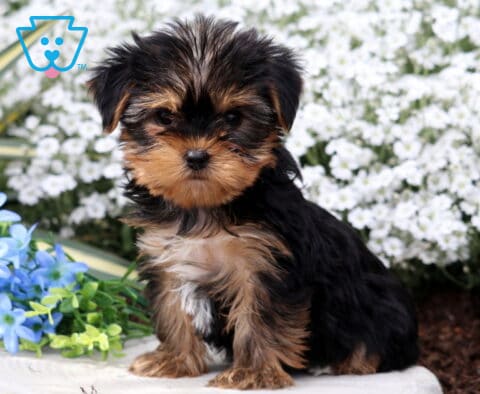 Pansy Yorkie