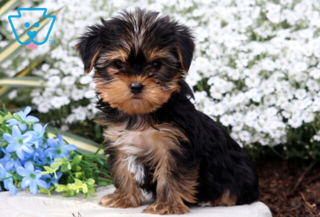Pansy Yorkie image