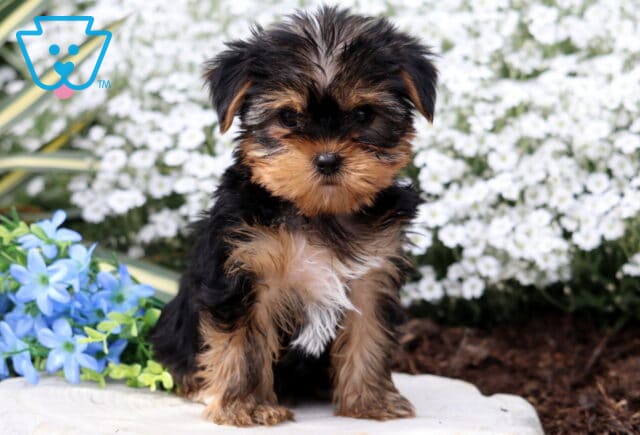 Pansy Yorkie2 image