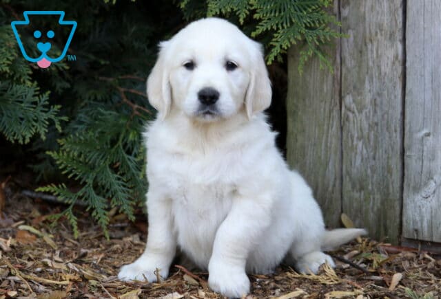 Parker Golden image
