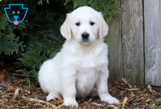 Parker Golden2 image