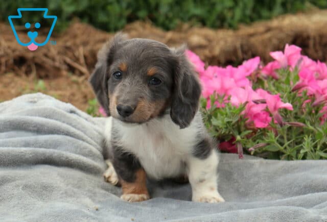 Sweet blue dapple Mini Dachshund puppy sitting on a gray blanket among vibrant pink flowers, featuring floppy ears, a speckled coat, and an inquisitive expression. image