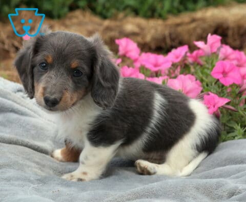 Blue and white Mini Dachshund puppy relaxing on a soft gray blanket with blooming pink flowers behind, showcasing a smooth coat, floppy ears, and a gentle gaze.