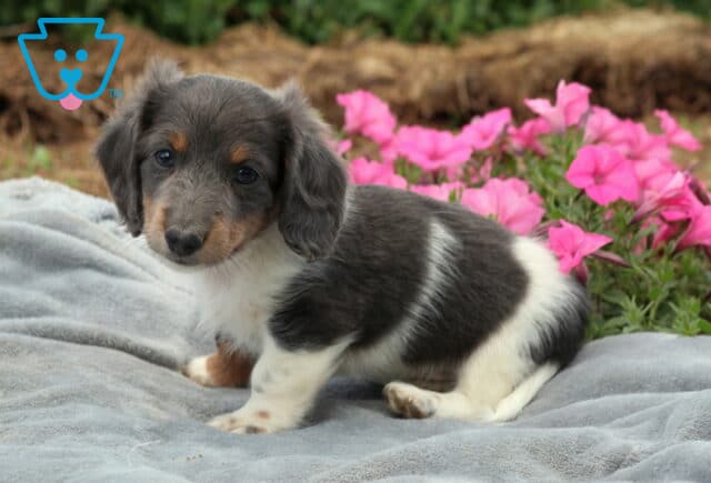 Blue and white Mini Dachshund puppy relaxing on a soft gray blanket with blooming pink flowers behind, showcasing a smooth coat, floppy ears, and a gentle gaze. image