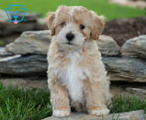 Passion Maltipoo