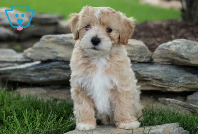 Passion Maltipoo image