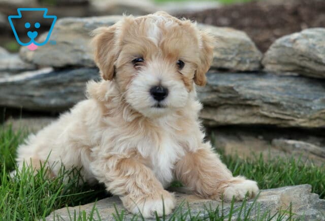 Passion Maltipoo2 image