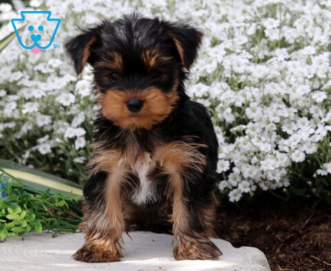 Patrick Yorkie