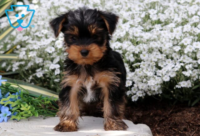 Patrick Yorkie image