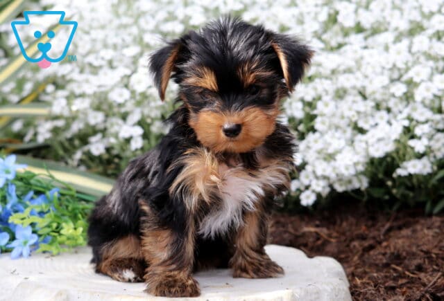 Patrick Yorkie2 image