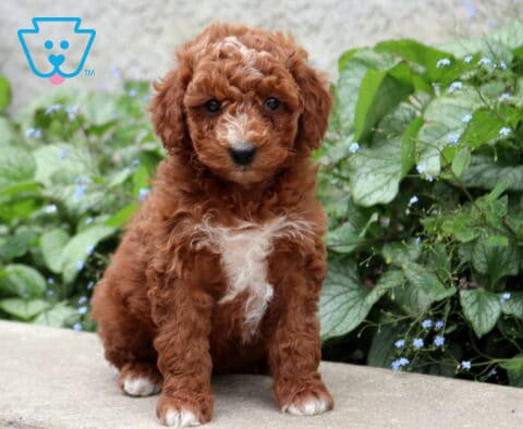 Paws Cockapoo