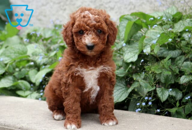 Paws Cockapoo image