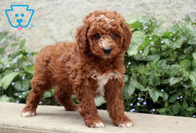 Paws Cockapoo2 image