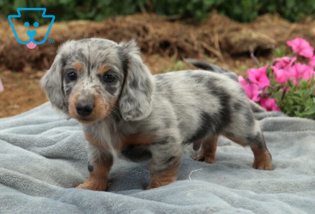 Paws Mini Dachshund image