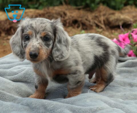 Paws Mini Dachshund2