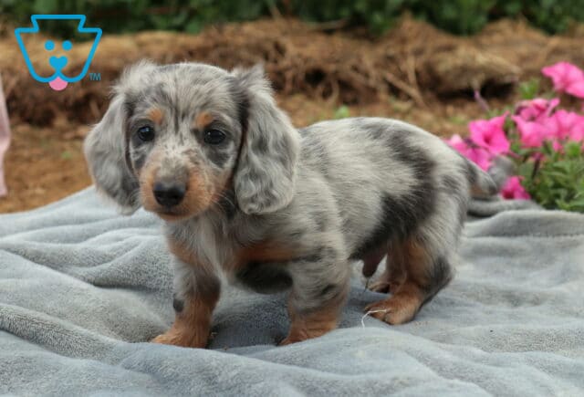Paws Mini Dachshund2 image