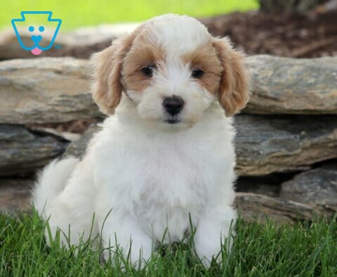 Pax Maltipoo