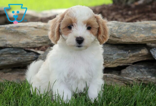 Pax Maltipoo image