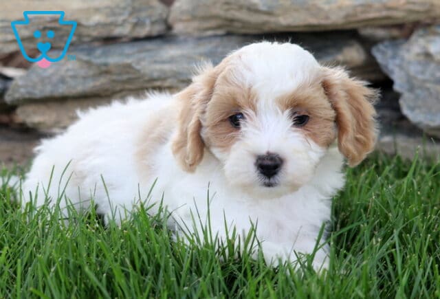 Pax Maltipoo2 image