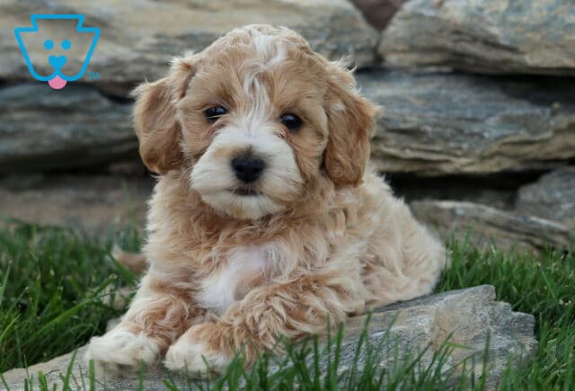 Payton Maltipoo image