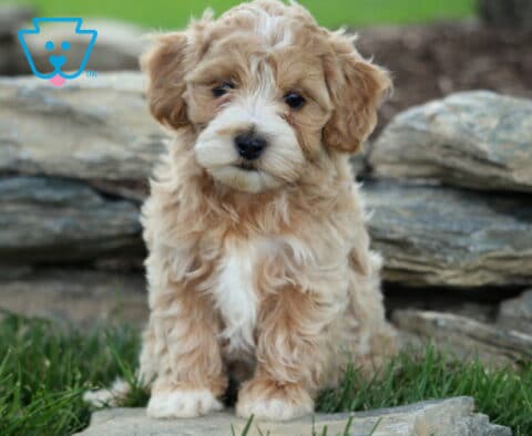 Payton Maltipoo2